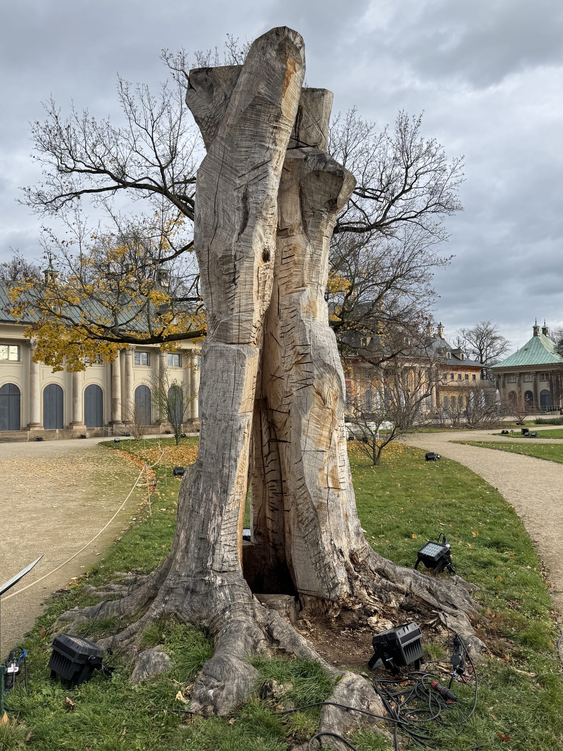 Überreste einer Blutbuche im Pillnitzer Schlosspark